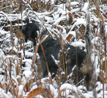 Midge at 10 months slamming wild quail.